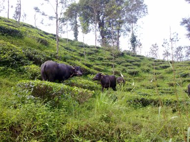Buffaloes, Wayanad,  Kerala, India
