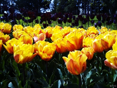 Tulips, Parc de Montjuzet, Clermont Ferrand, France