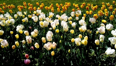 Tulips, Parc de Montjuzet, Clermont Ferrand, France
