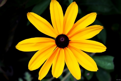 Sunflower, Auvergne, France