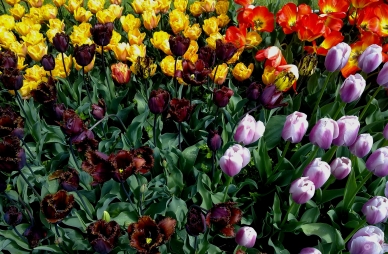 Tulips, Le Parc de Montjuzet, Clermont Ferrand, France